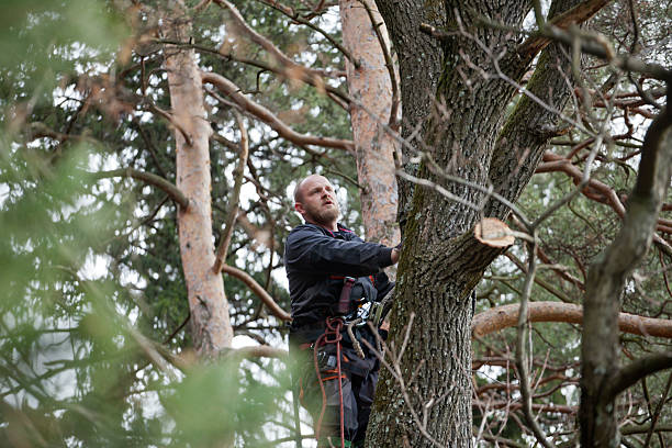 Professional Tree Services in White Oak, OH