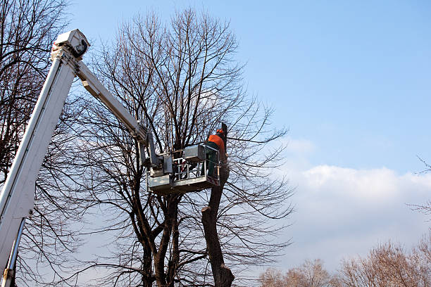 Leaf Removal in White Oak, OH